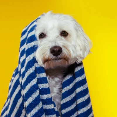 Pet Place